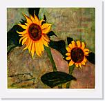 07 * 512 x 492 * (425KB)